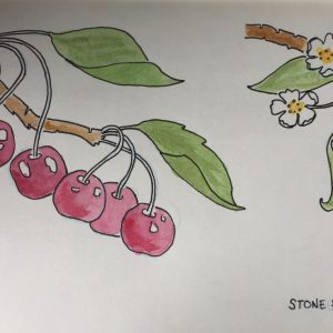 Stone Fruit